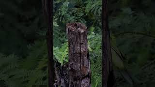 Brown headed barbet  Foraging for food nature naturelovers birds birdbirdsoundsforagingfood [upl. by Anirual]