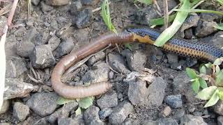 Shieldtail snake devouring its prey [upl. by Ahsila]