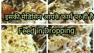 मुर्गी बीट बीठ में दाना आना Undigestion Feed Passage in Poultry ll Diarrhoea in Broiler Chicken [upl. by Toth88]