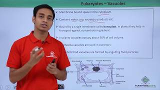 Class 11th  Eukaryotes  Vacuoles  Cell The unit of Life  Tutorials Point [upl. by Foushee859]