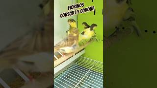 FIORINOS CONSORT Y CORONA ave canarios ornitologia canaricultura canary canarino birds BIRD [upl. by Corliss]