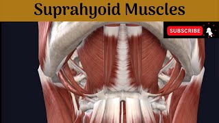 Suprahyoid Muscles  Attachment  Nerve Supply Actions Relations of Posterior belly of Digastric [upl. by Fransen]