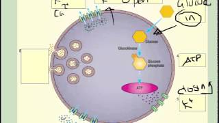 Insulin secretion at cellular level beta cells  A2 Science [upl. by Hanahs]