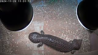 male shingleback skink [upl. by Ahso]