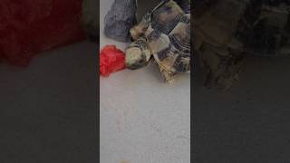 Baby tortoise enjoying watermelon greektortoise babyreptile [upl. by Cestar646]