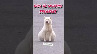 Pregnant dog videos shorts [upl. by Ahsyle]