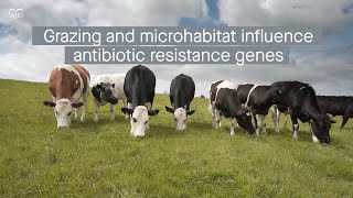 Grazing and microhabitat type affect antibiotic resistance gene distribution in grasslands [upl. by Draneb773]