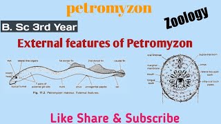 External Features of Petromyzon  Zoology  3rd Year [upl. by Mireille]