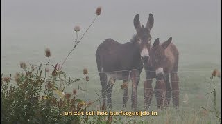 Ezels op Klein Spijkerbos [upl. by Maegan]