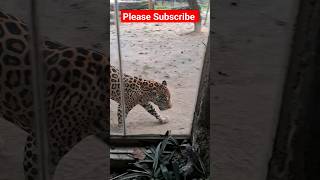 jaguar  alipore zoo kolkata  alipore zoological garden  kolkata chiriakhana [upl. by Willin]