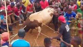 Bullfighting extravaganza on 1st January 2024 at Malinya stadium led by Senator Khalwale [upl. by Dunson]