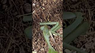 Mantis eating a wasp 2  23 insect prayingmantis animal shorts pets hierodula membranacea [upl. by Aserret]