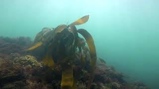 Forest Kelp Laminaria hyperborea  Ventnor  Isle of Wight [upl. by Trilbi]