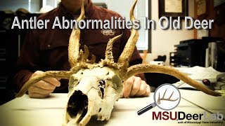 Antler Abnormalities In Old Deer [upl. by Waldon]