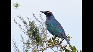 Estornino de El Cabo Lamprotornis nitens [upl. by Nets]