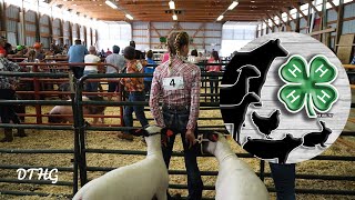 4H Livestock Show And Market Auction [upl. by Casandra]