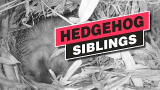 Hedgehog siblings sleep together  Oct 2022 [upl. by Ynatil]