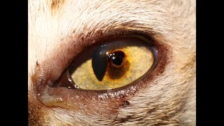 Everything you need to know about corneal sequestra in cats [upl. by Bailie]