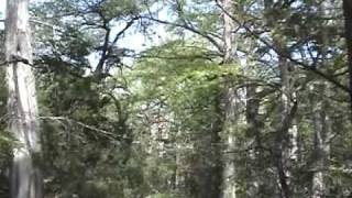 Cypress Valley Canopy Tours  Spicewood Texas [upl. by Odracir]