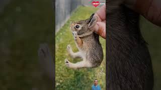 Baby Bunny Screaming After Being Rescue from Hungry Dogs  Heartsome 💖 [upl. by Anitreb80]