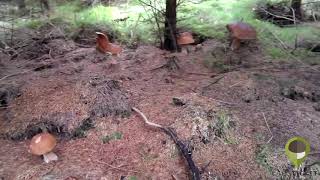 BOLETUS EDULIS XXL PARADISE  MUST WATCH [upl. by Soo280]