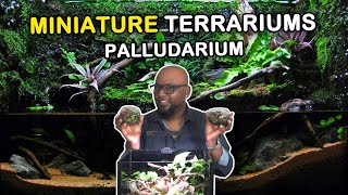 TERRARIUMS amp PALLUDARIUMS  CHENNAI AQUARIUM [upl. by Alyse]