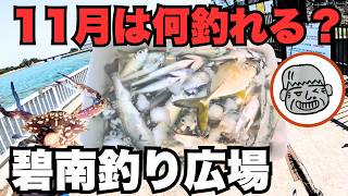 5分でわかる碧南釣り広場 11月は何が釣れる？ こんなの釣れるの！ 2024113 [upl. by Gnouhc]