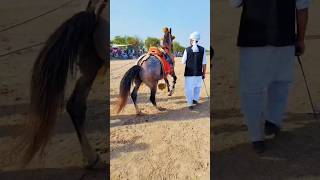 MashaAllah Neza Bazi youtubeshorts newviralvideo nezabaazi nezabazihorse nezabazipakistan [upl. by Yllrebmik]