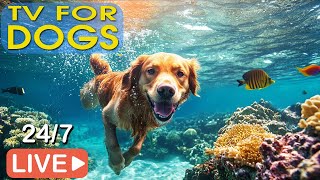 🔴LIVE Dog Music🐶Dog Calming Music🎵Anti Separation Anxiety Music🎵Soothing Sleep Music for Dogs💖 [upl. by Martres]