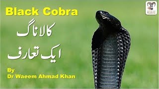 Black Cobra documentary Venomous Snakes of Pakistan 1 [upl. by Assilac]