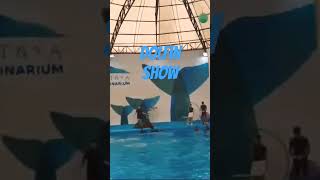 Dolfin show  Thailand Minara Parvin  short [upl. by Crabb]