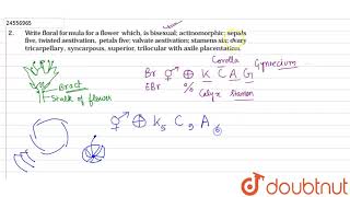 Write floral formula for a flower which is bisexual actinomorphic sepals five twisted aestivation [upl. by Toolis795]