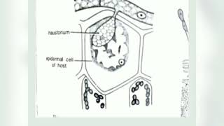 Life cycle of Erysiphe B Sc 1st yr by Dr Neelkamal Rathore [upl. by Ahsilif]