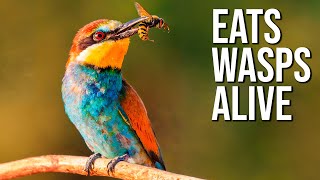 15 Weirdest Birds Ever Discovered [upl. by Campball]