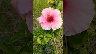 Hibiscus rosasinensis China roseJobashort shortsfeed trending nature shortvideo subscribe [upl. by Burdelle314]