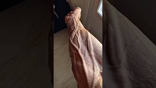 how to get veiny arms in one day 🧐shorts forearms ytshortsstrengthgripstrength subscribe gym [upl. by Ahseem]