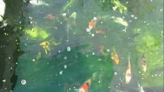 275 Gallon Koi Pond [upl. by Aronid]