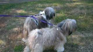 Tibetan Terrier barking at a bin [upl. by Aniled]