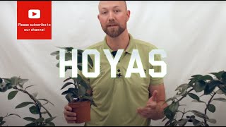 All you need to know about Hoyas Wax flower [upl. by Aillicsirp]