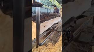 Sawing long neglected dry wood woodwork factory wood [upl. by Loginov]