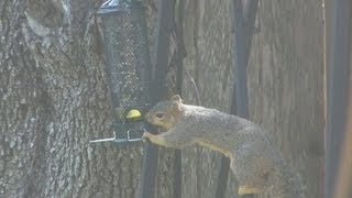 SquirrelProof Bird Feeder finally [upl. by Gillett]