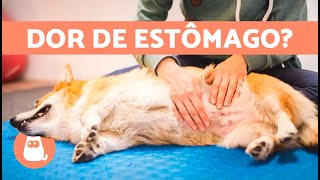 7 REMÉDIOS CASEIROS PARA DOR DE ESTÔMAGO EM CÃES 🐶✅ [upl. by Verne]