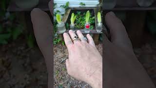 This is how you grow Romaine Lettuce that you bought from the store [upl. by Abroms]