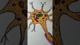 Neuron colour diagram drawing [upl. by Xel]