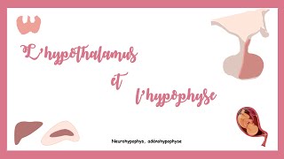 Lhypothalamus et lhypophyse Système endocrine [upl. by Ylebmik]