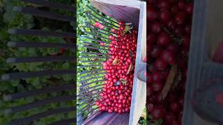 Harvesting berries 🍒👨‍🌾😊 gardening farming berries satisfying asmr trending youtubeshorts [upl. by Busby695]