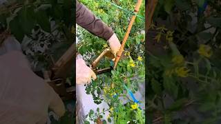 Tomato Growing Technology” satisfying agriculture [upl. by Yeca830]