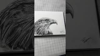 Eagle pencil sketch [upl. by Clabo]