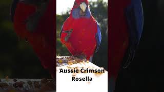 Aussie Crimson Rosella Parrot 🦜 [upl. by Alben]