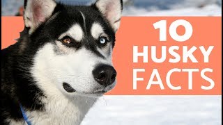 10 Things You Didn’t Know About the Siberian Husky [upl. by Ynneb956]